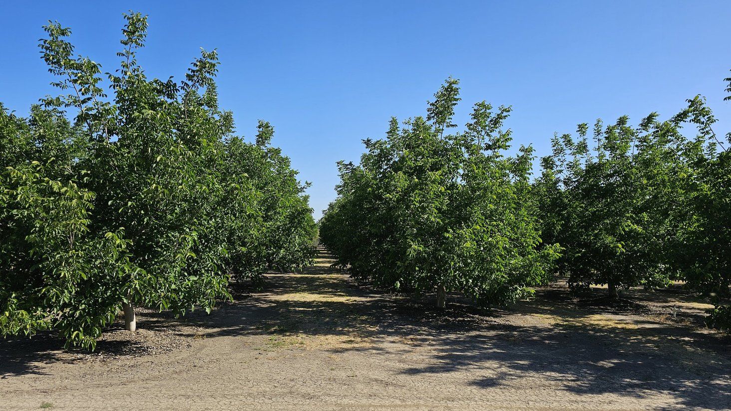 Chandler orchard 2019